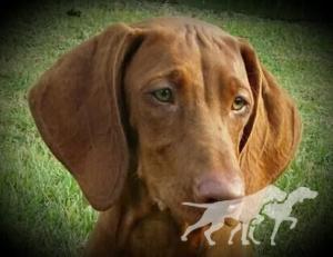Airsongs Princess Acacia...'Koa'