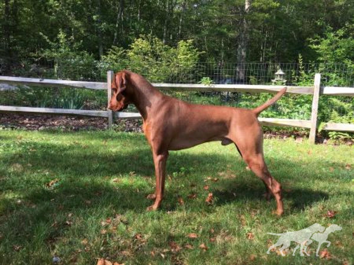 Carriage Hill Prince Brody Wigglesworth