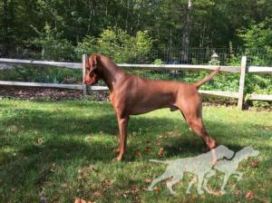 Carriage Hill Prince Brody Wigglesworth