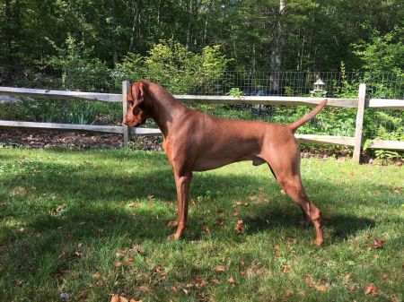 Carriage Hill Prince Brody Wigglesworth