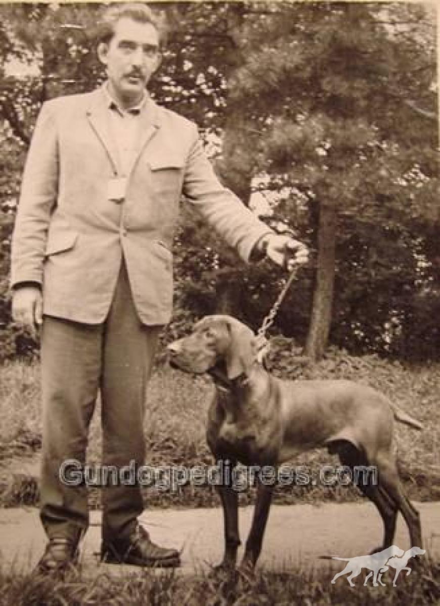 Nádorvárosi Roy