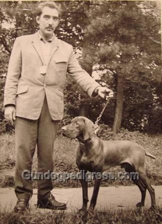 Nádorvárosi Roy