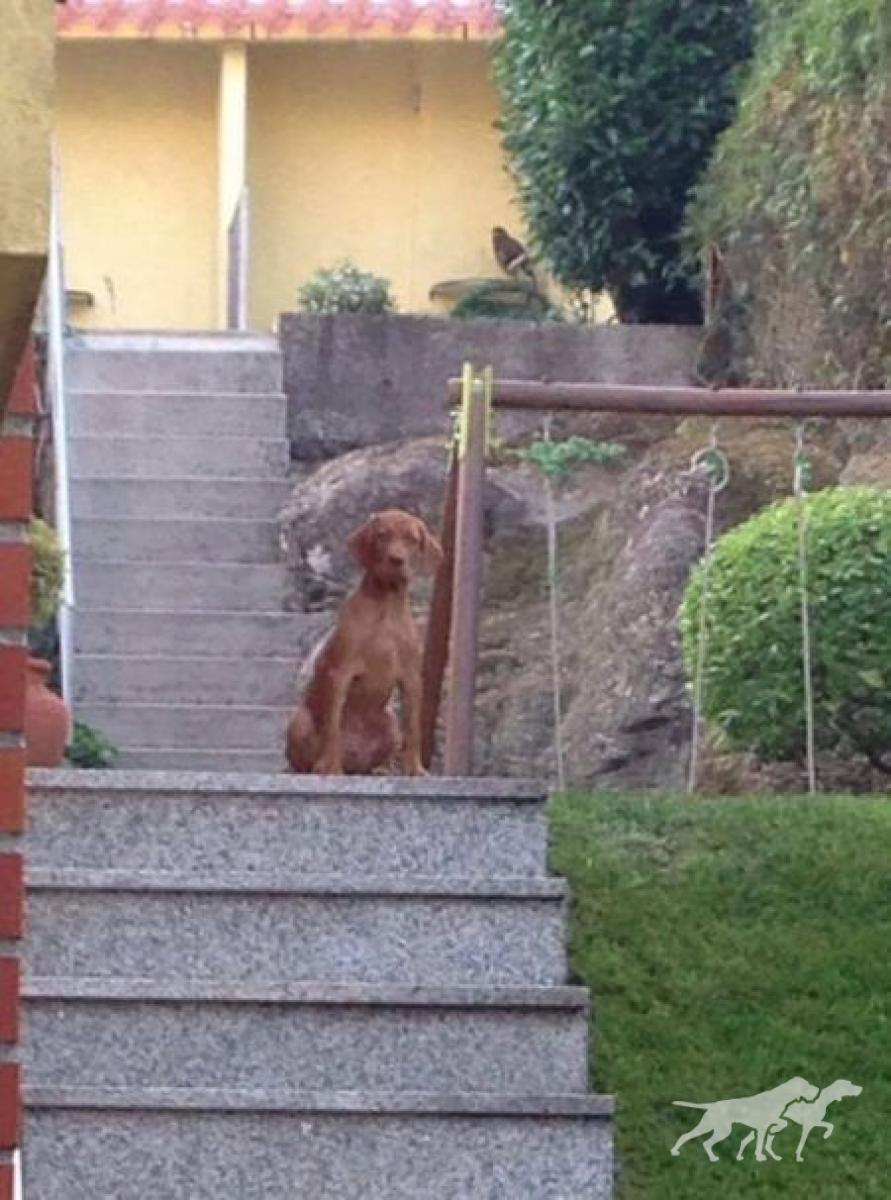 Argus da Quinta das Gias