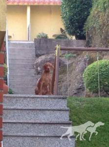 Argus da Quinta das Gias