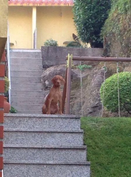 Argus da Quinta das Gias