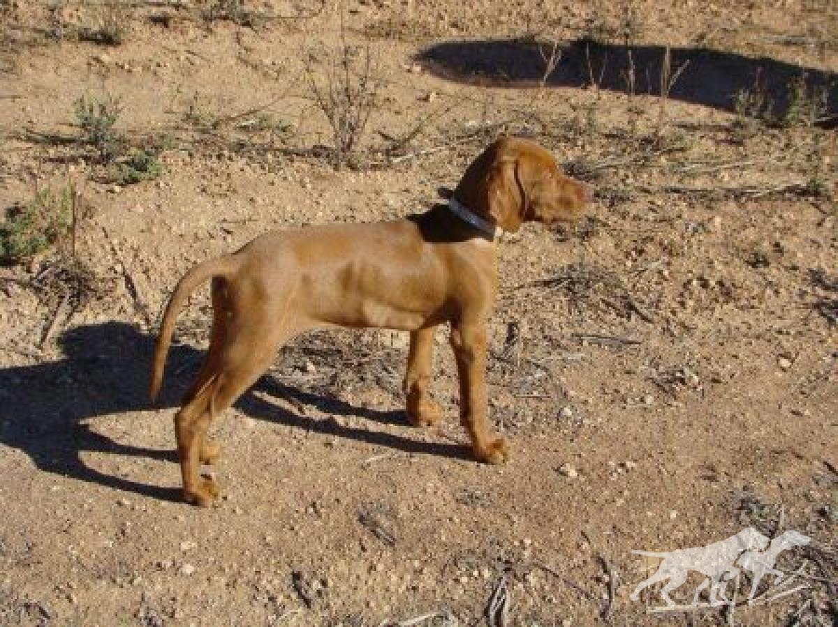 Apache da Quinta das Gias