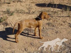 Apache da Quinta das Gias
