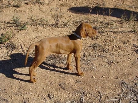 Apache da Quinta das Gias