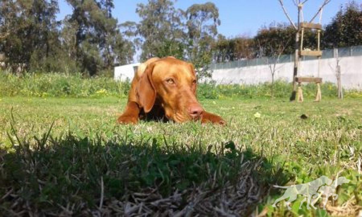 Adji da Quinta das Gias