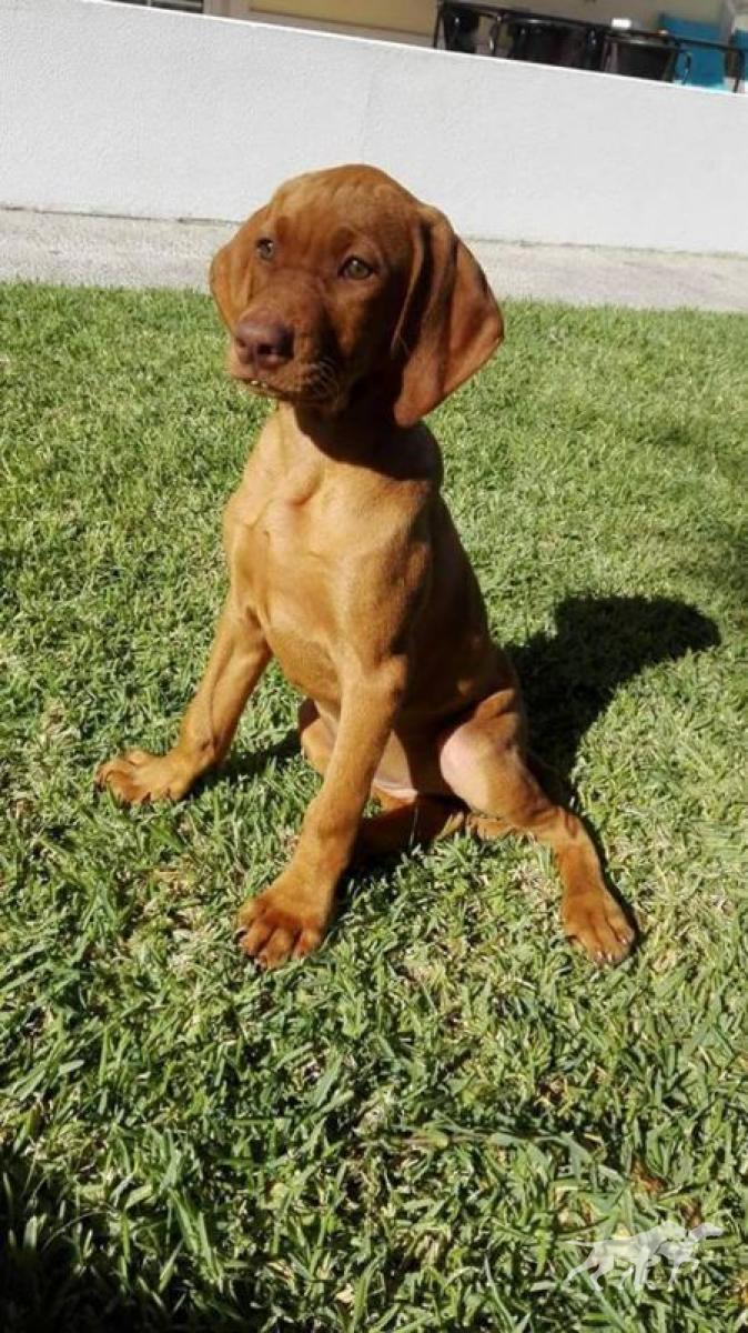 Amber da Quinta das Gias