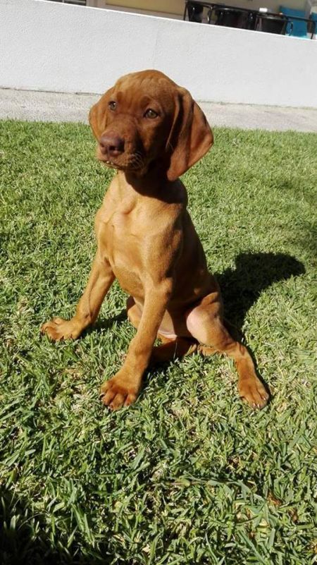 Amber da Quinta das Gias