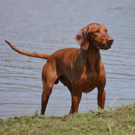 Browdeen Jordan Janos of Montessa