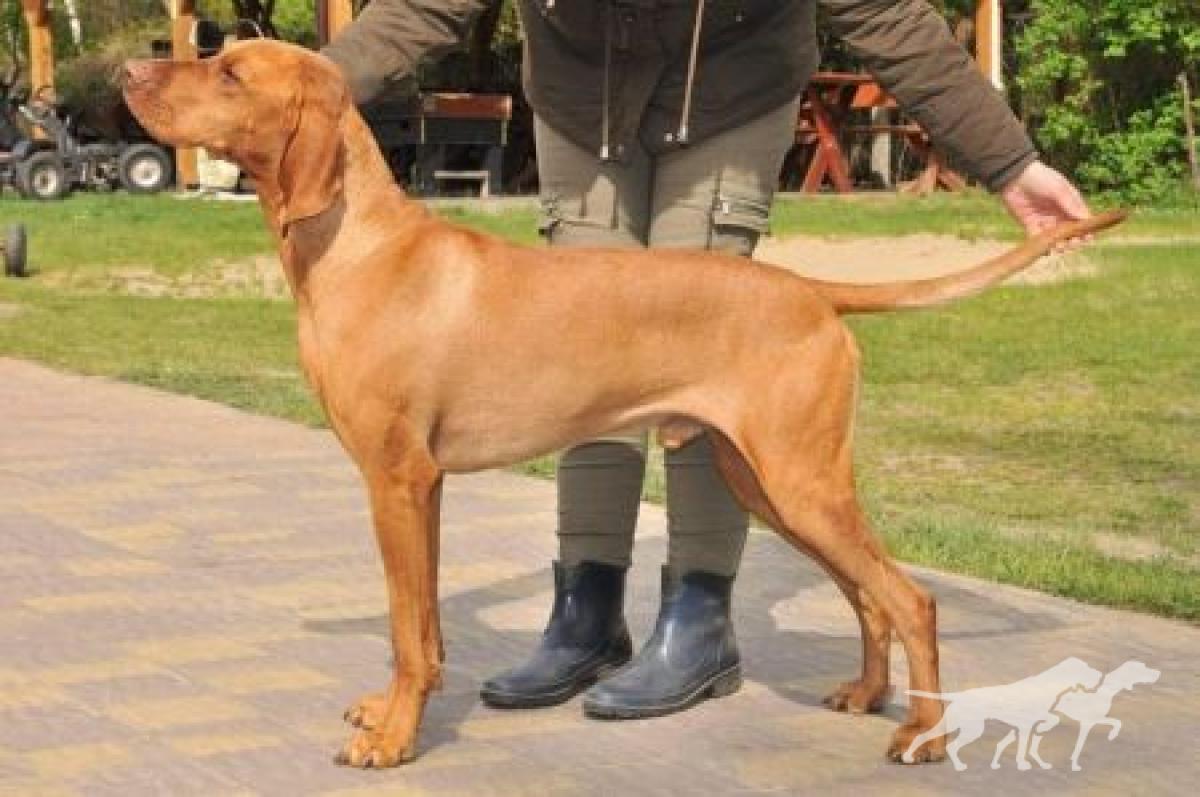 Vox Crazy Vizsla