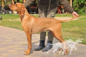 Vox Crazy Vizsla
