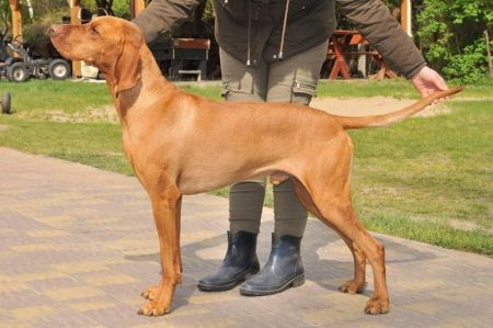 Vox Crazy Vizsla