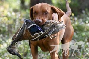 Vox Crazy Vizsla
