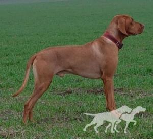Vox Crazy Vizsla