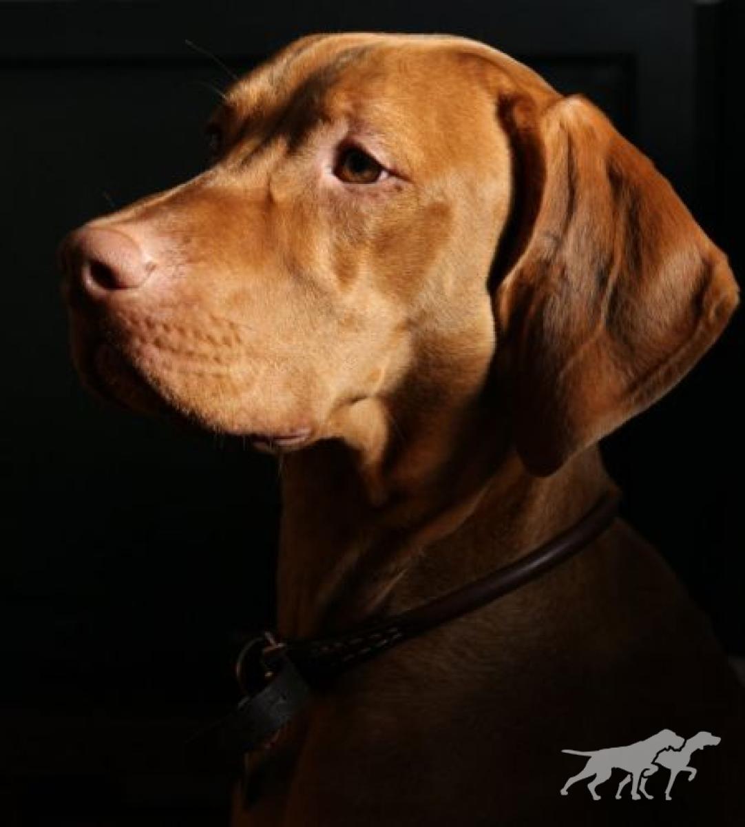 Archibald Bellesa del Sol