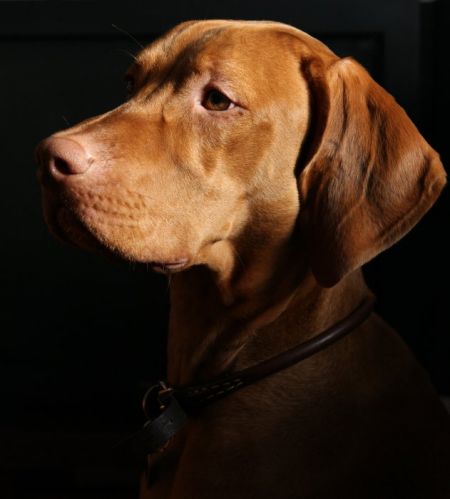 Archibald Bellesa del Sol
