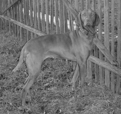 Deli od Zazdenky