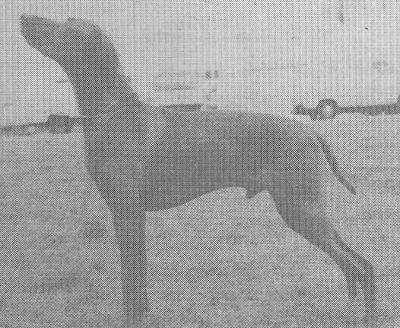 Russetmantle Bronze