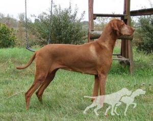 Bereki Fatyol