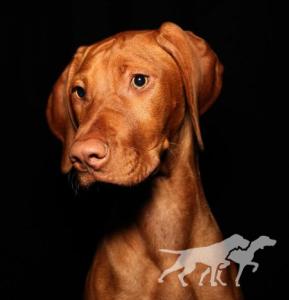 Gus' Miss Ellie Texas Red