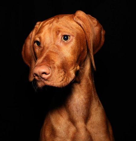 Gus' Miss Ellie Texas Red