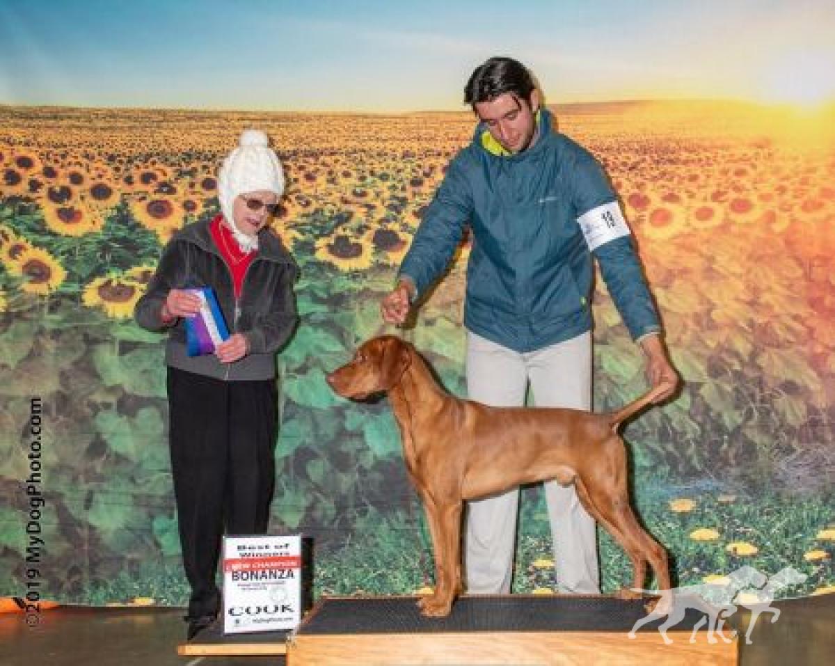Paradox Hunters Meadow Blaze N Star