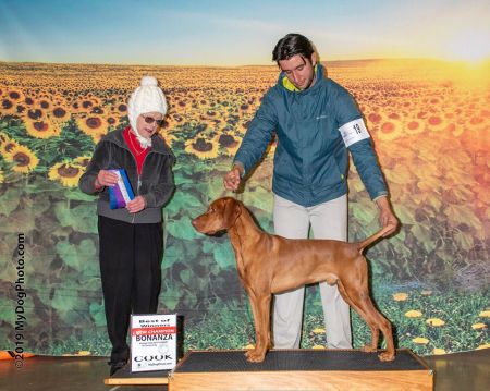 Paradox Hunters Meadow Blaze N Star