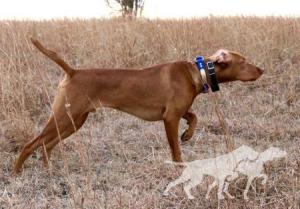 Frey's Trail Running Walker