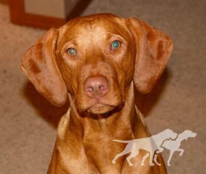 Frey's Trail Running Walker