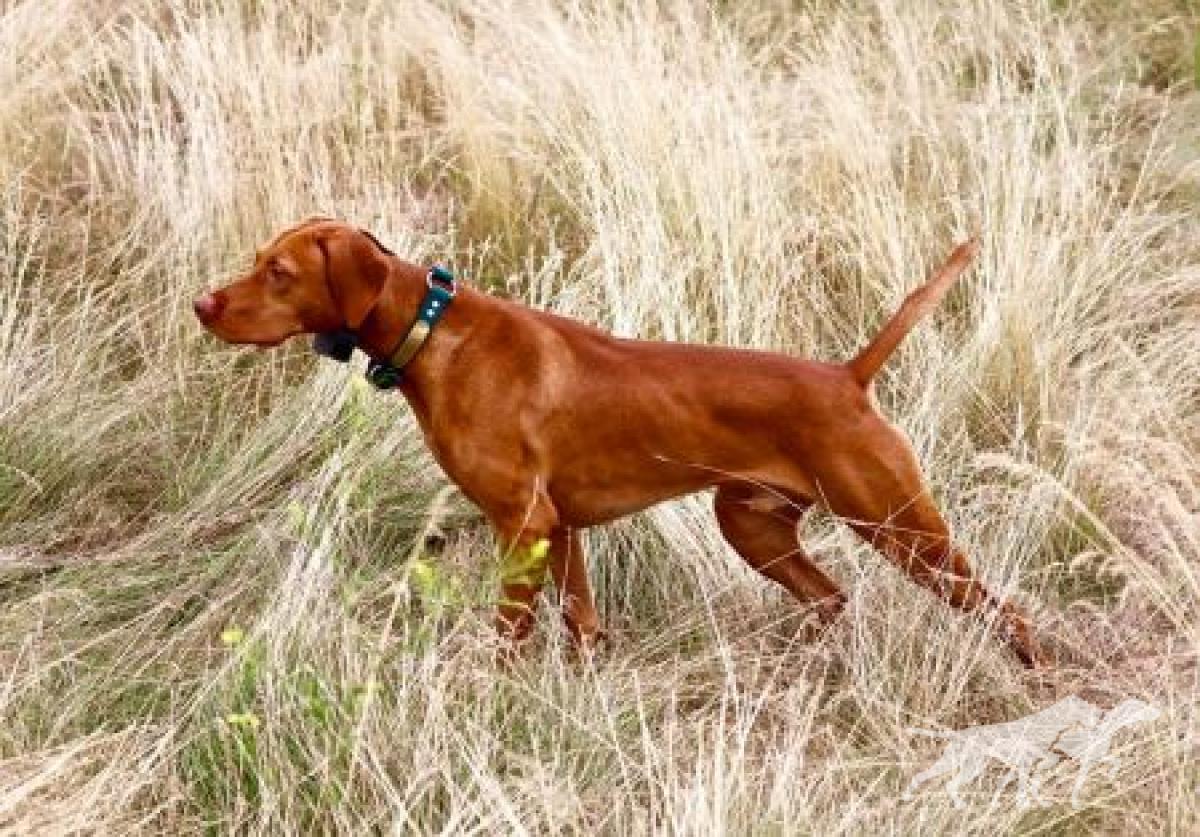 Frey's Trail Running Walker