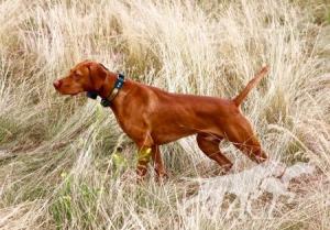Frey's Trail Running Walker