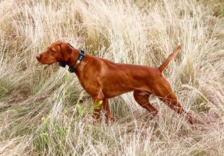 Frey's Trail Running Walker