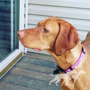 Chestnut Ridge Mika