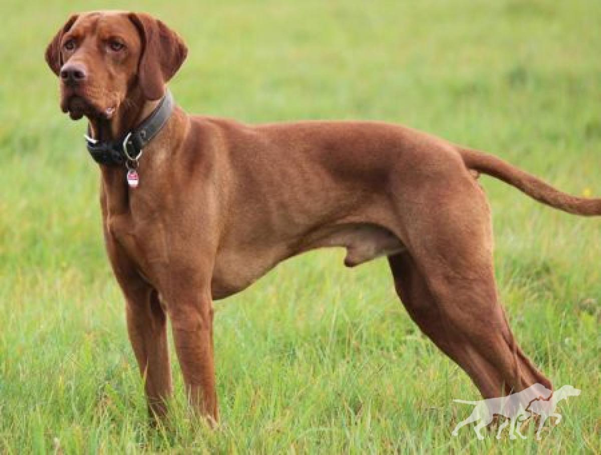 Hunter's Elegance Domonkos-Vadasz