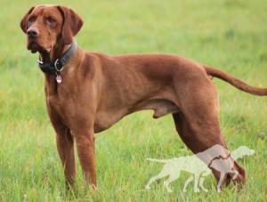Hunter's Elegance Domonkos-Vadasz