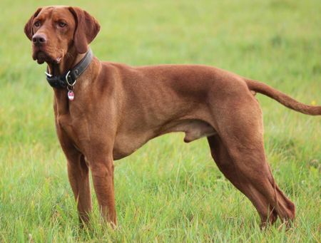 Hunter's Elegance Domonkos-Vadasz