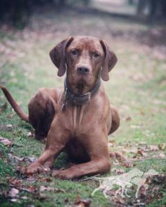 Hunter's Elegance Domonkos-Vadasz