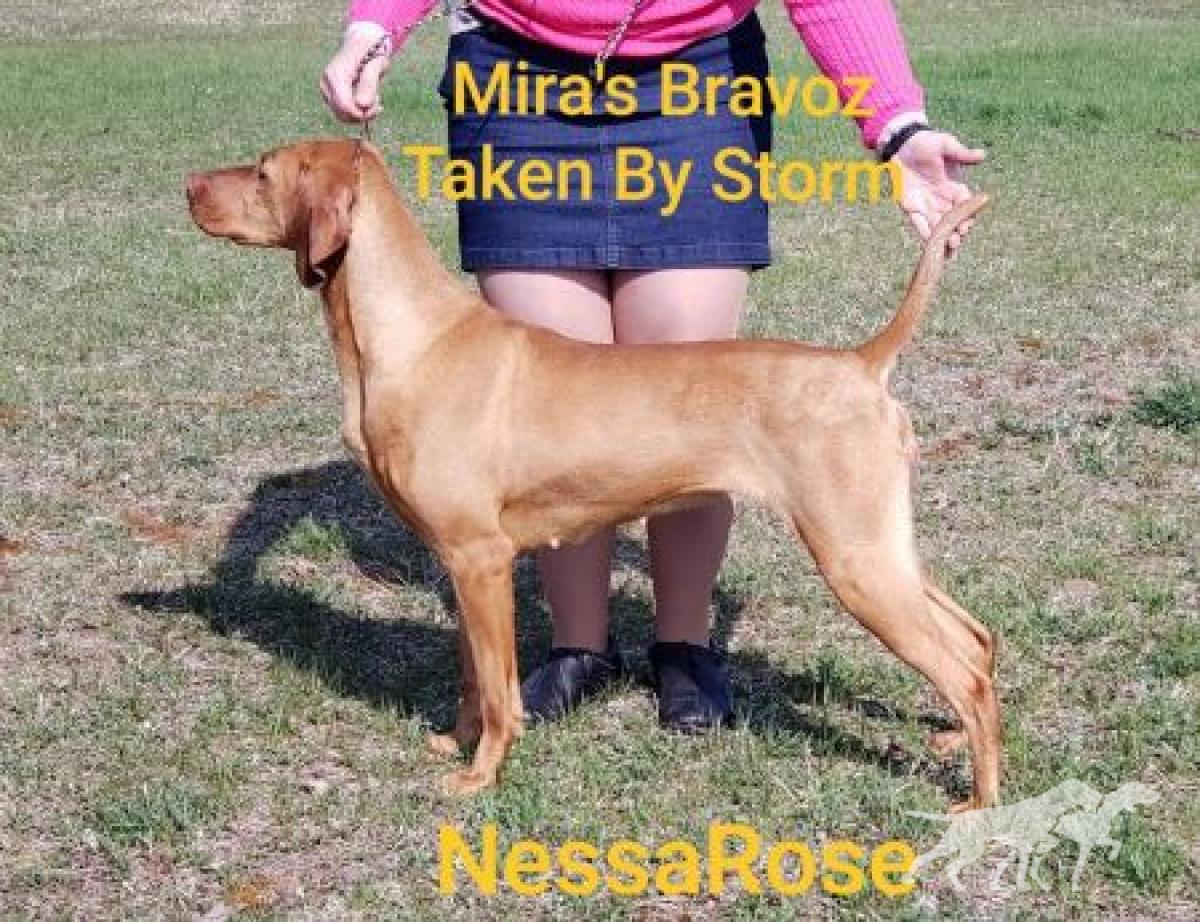 Mira's Bravoz Taken By Storm