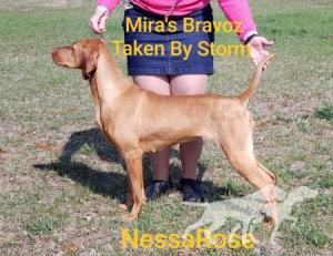 Mira's Bravoz Taken By Storm