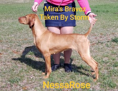Mira's Bravoz Taken By Storm