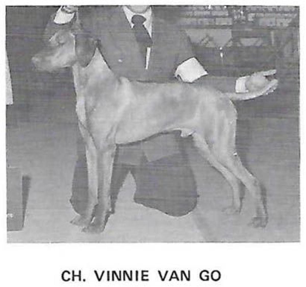 Vinnie Van Go