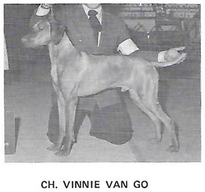 Vinnie Van Go