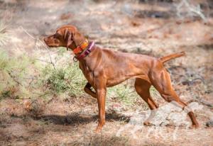 Happy Tails Serene Kaia