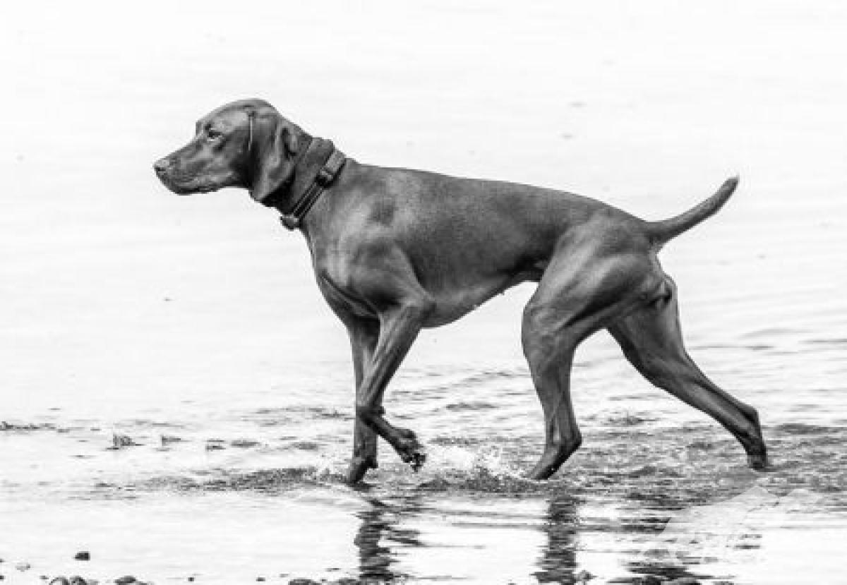 Happy Tails Serene Kaia