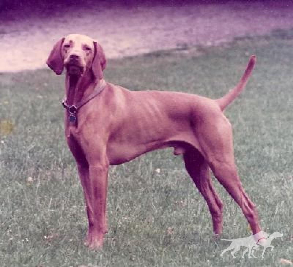 Arpad (NHSB 1019056)