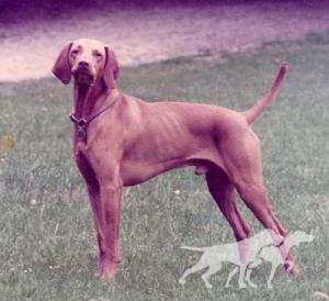 Arpad (NHSB 1019056)