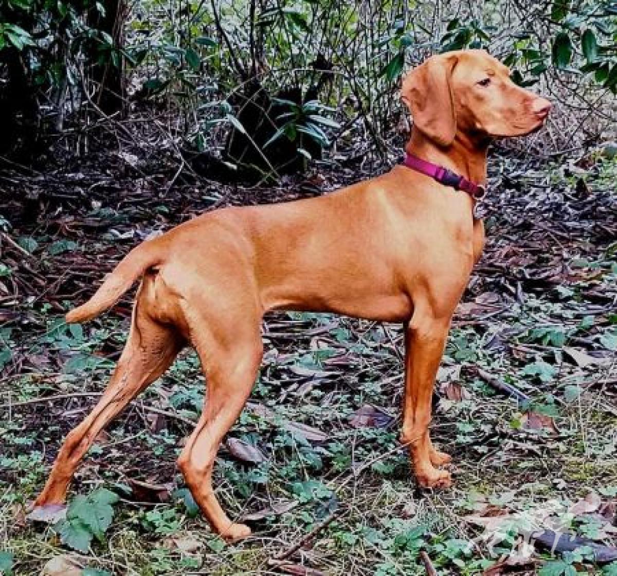 Jaseni's Firefly Kaylee